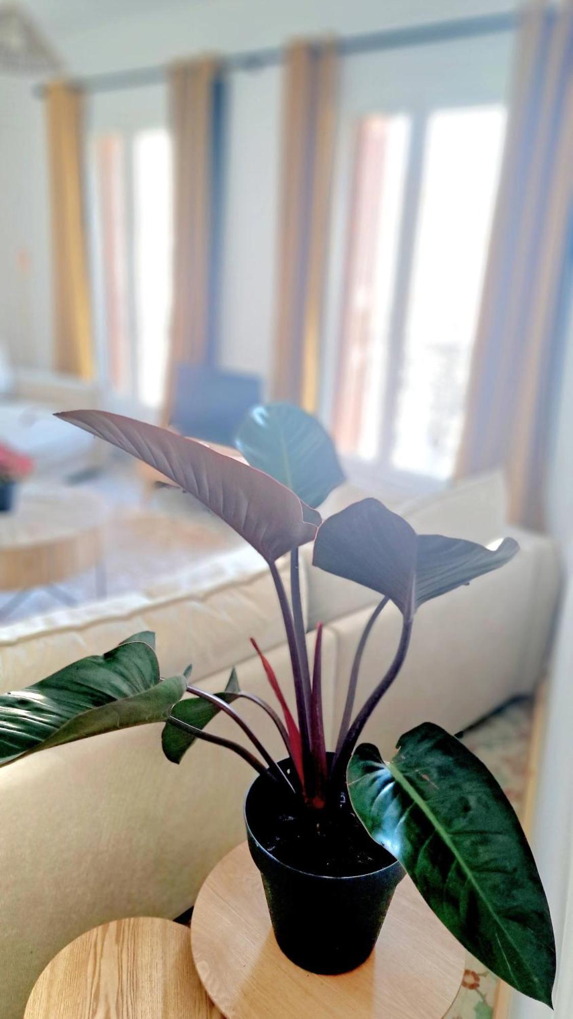 Casa Tramuntana Hotel Tautavel Ngoại thất bức ảnh